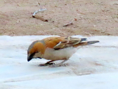 Passer motitensis motitensis