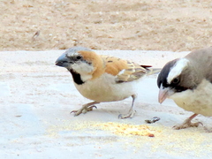 Passer motitensis motitensis