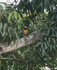 Colaptes campestris campestris