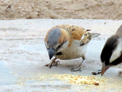 Passer motitensis motitensis