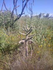 Cylindropuntia