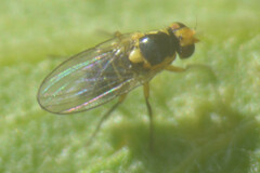 Chloropidae