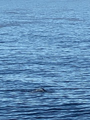 Eschrichtius robustus