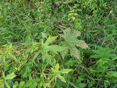 Napaea dioica