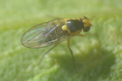 Chloropidae