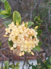 Ixora coccinea