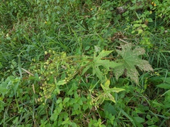 Napaea dioica