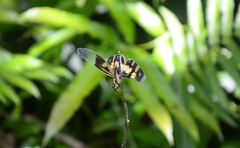 Rhyothemis variegata