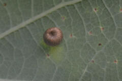 Neuroterus numismalis