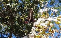 Parides proneus
