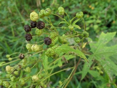 Napaea dioica