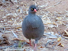 Pternistis adspersus
