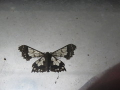 Krananda semihyalina