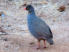 Pternistis adspersus