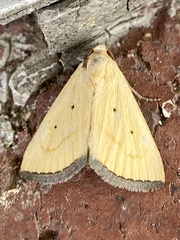 Marimatha nigrofimbria