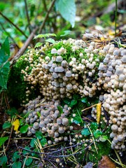 Coprinellus disseminatus