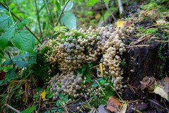 Coprinellus disseminatus