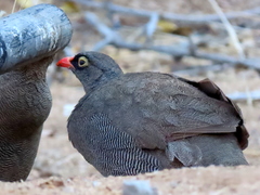 Pternistis adspersus