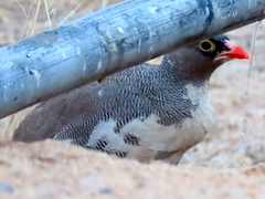Pternistis adspersus