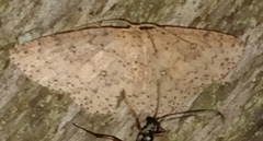 Cyclophora