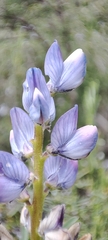 Lupinus angustifolius