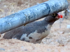 Pternistis adspersus
