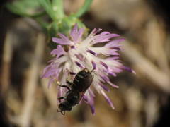Lasioglossum