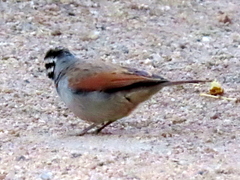 Emberiza capensis bradfieldi