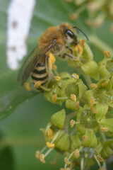 Colletes hederae