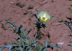 Argemone subfusiformis