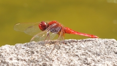 Crocothemis erythraea