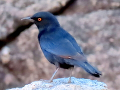 Onychognathus nabouroup