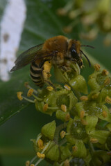 Colletes hederae