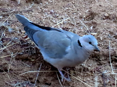 Streptopelia capicola damarensis