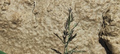 Eragrostis curvula