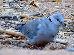 Streptopelia capicola damarensis