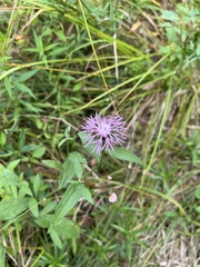 Centaurea