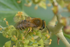 Colletes hederae