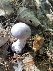 Laccaria ochropurpurea