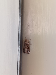 Spodoptera ornithogalli