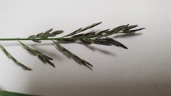 Eragrostis curvula