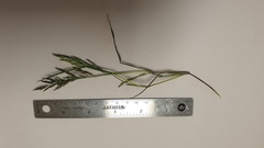 Eragrostis curvula