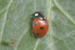 Coccinella septempunctata