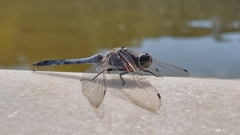Libellulidae