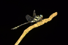 Ictinogomphus rapax