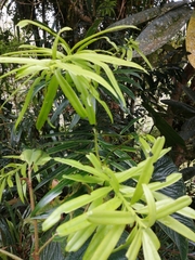 Podocarpus