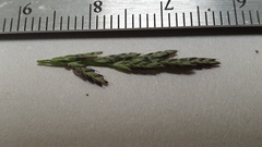 Eragrostis curvula
