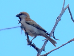 Passer motitensis motitensis