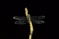 Ictinogomphus rapax
