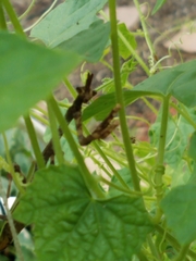 Pseudovates arizonae